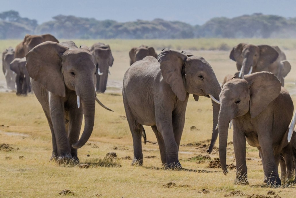 Amboseli National Park