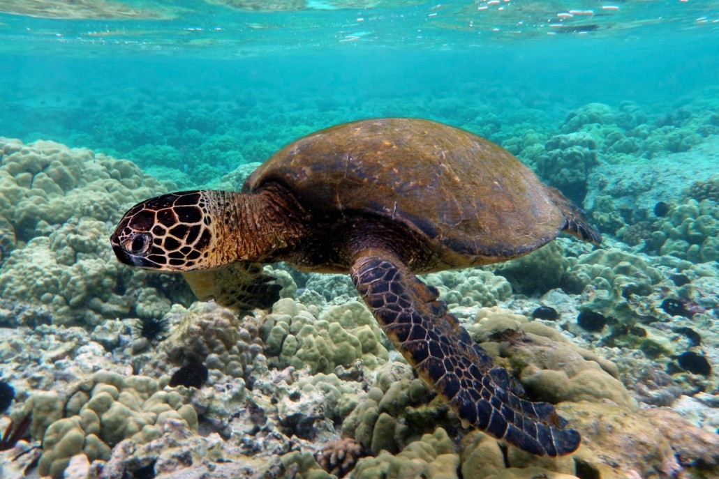 The Galapagos Islands, Ecuador