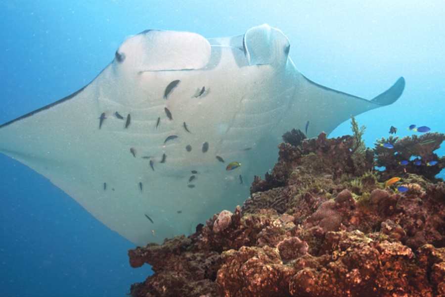 Maldives - Manta Ray