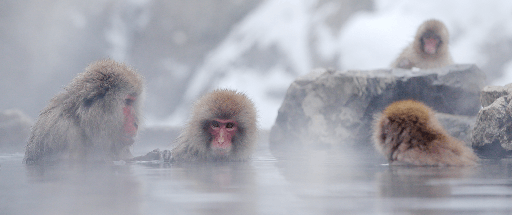 Onsen Spring