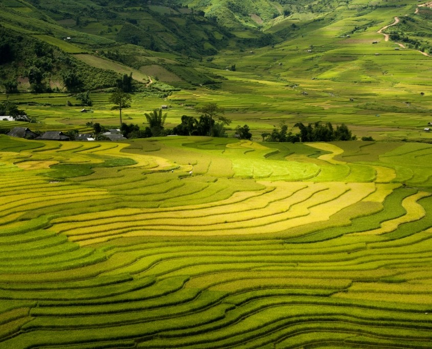 rice-paddies-sapa-thailand